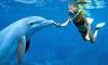 Swim with dolphins adventure - arrafon park with dolphin swim adventure combo