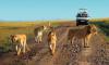 1 Day Tsavo East Safari from Diani Beach